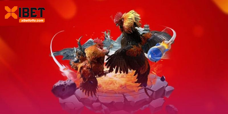 Không thể rời mắt trước những trận đá gà kịch tính